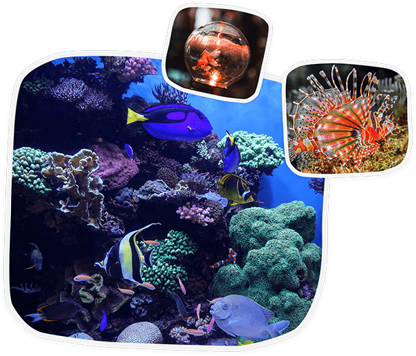 Acuario colorido