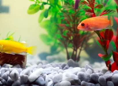 Beneficios de la acuariofilia