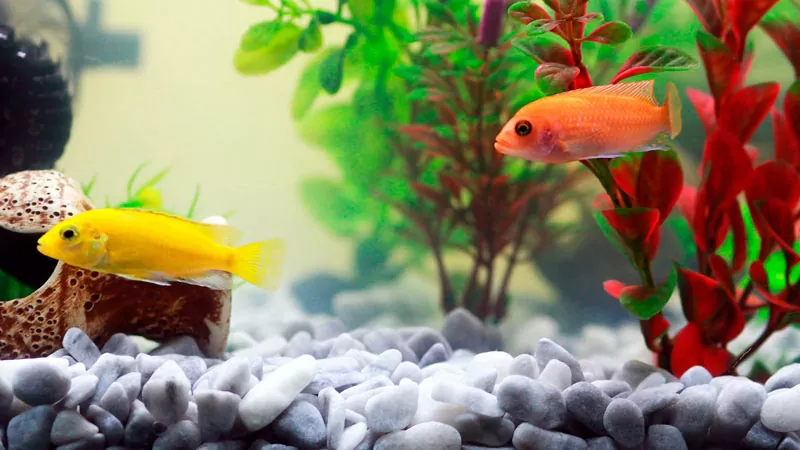 Beneficios de la acuariofilia
