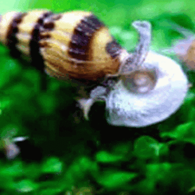 CARACOL HELENA (CARACOL ASESINO)